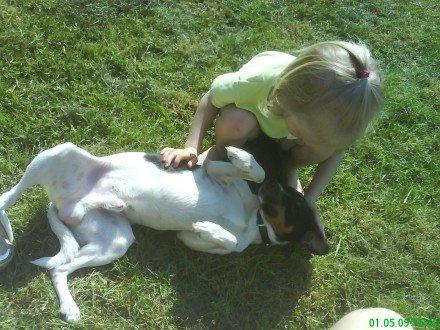 Dansk svensk gaardhund Gizmo billede 10