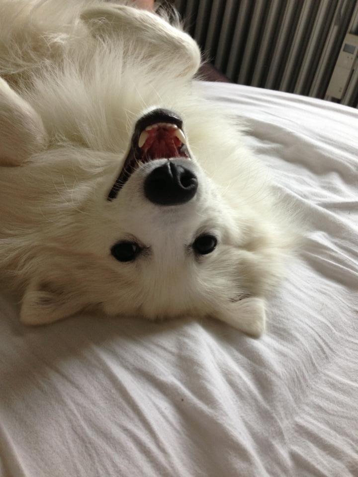 Japansk spids Pongo billede 1