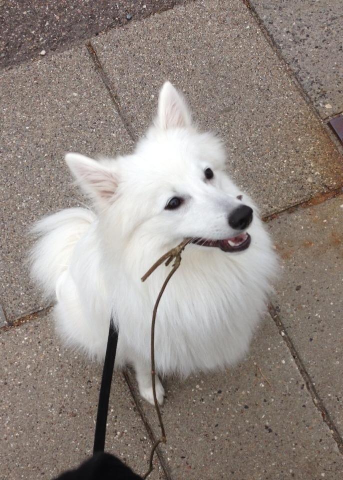 Japansk spids Pongo billede 2