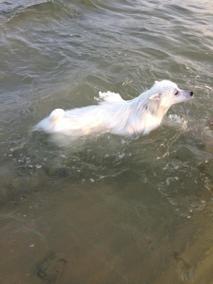 Japansk spids Pongo billede 3