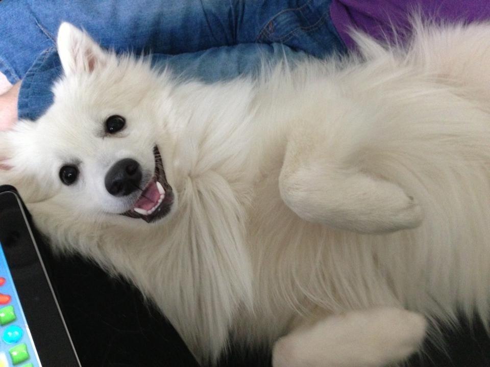 Japansk spids Pongo billede 4