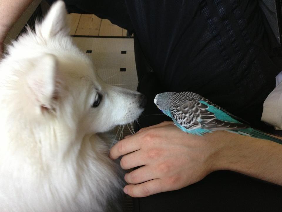 Japansk spids Pongo billede 5