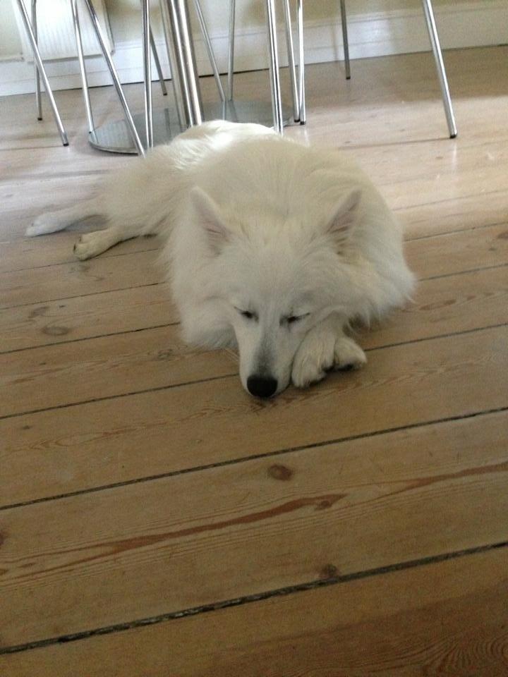 Japansk spids Pongo billede 6