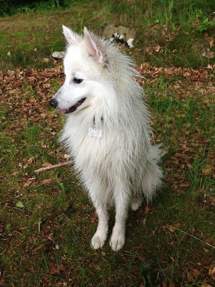 Japansk spids Pongo billede 7