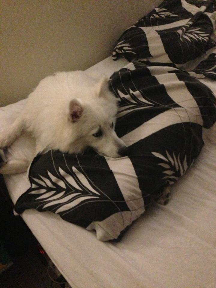 Japansk spids Pongo billede 8