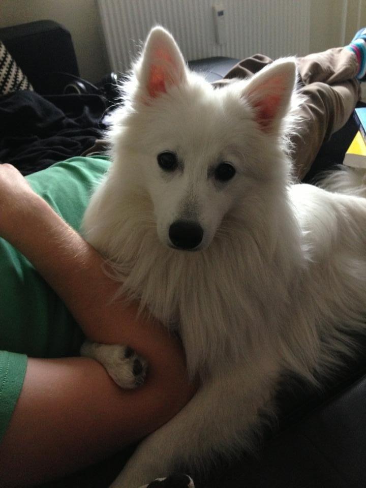 Japansk spids Pongo billede 9