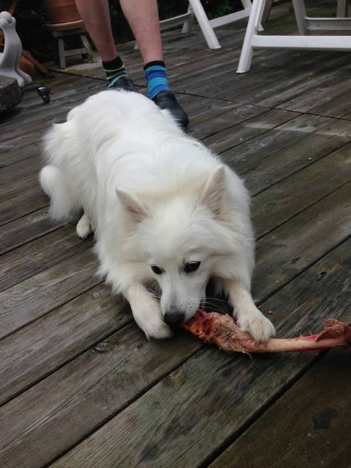 Japansk spids Pongo billede 11