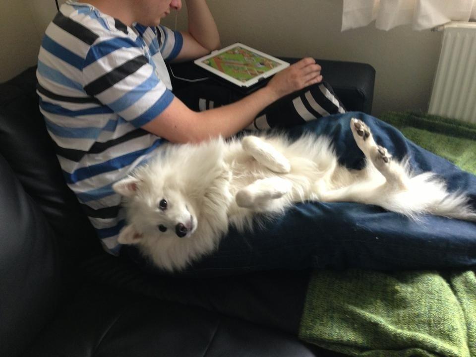 Japansk spids Pongo billede 12