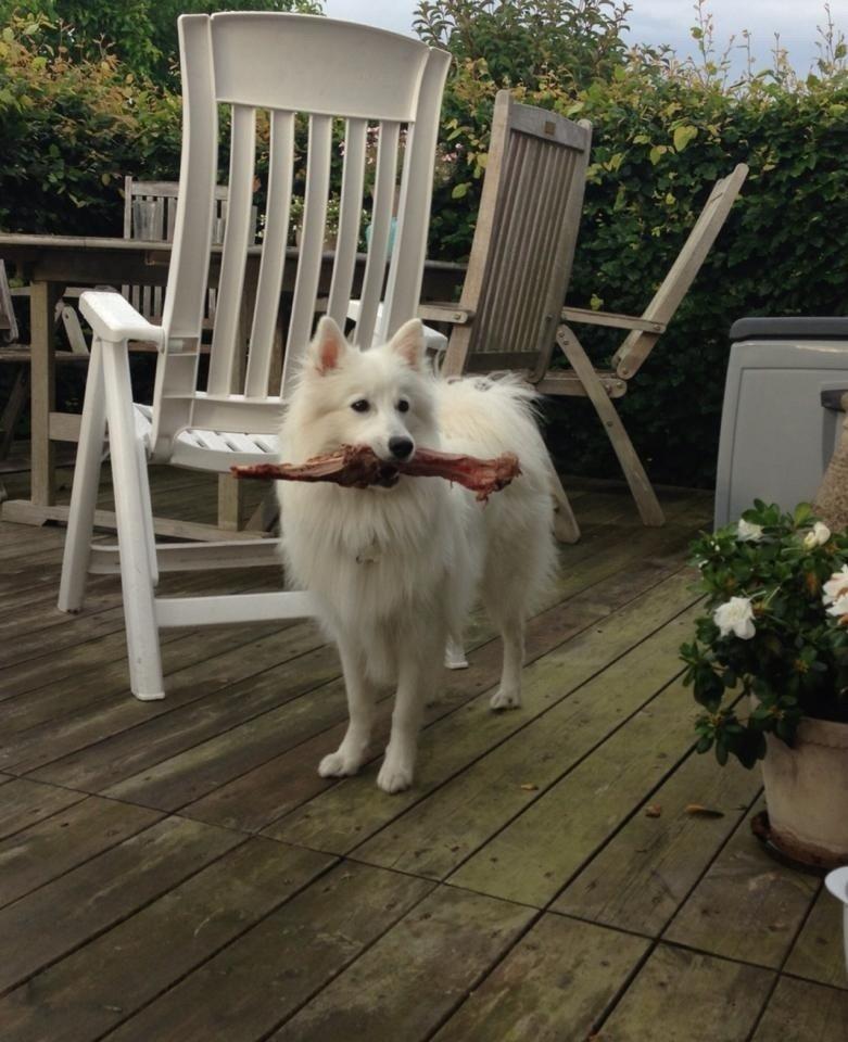 Japansk spids Pongo billede 13