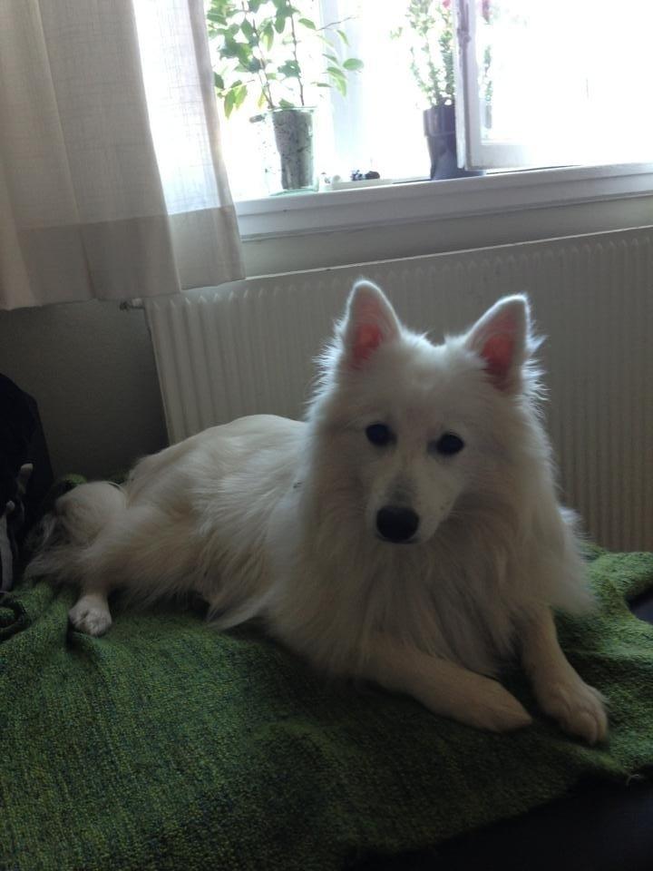 Japansk spids Pongo billede 14