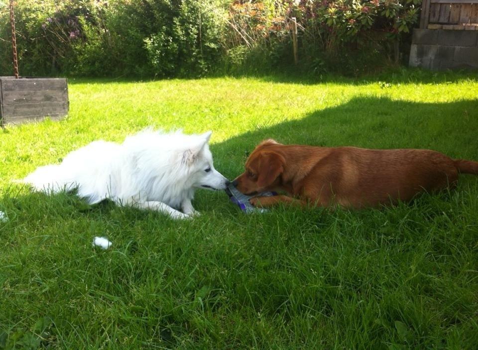 Japansk spids Pongo billede 15