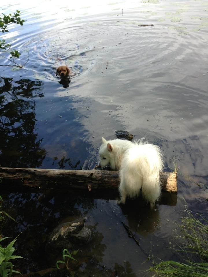 Japansk spids Pongo billede 16