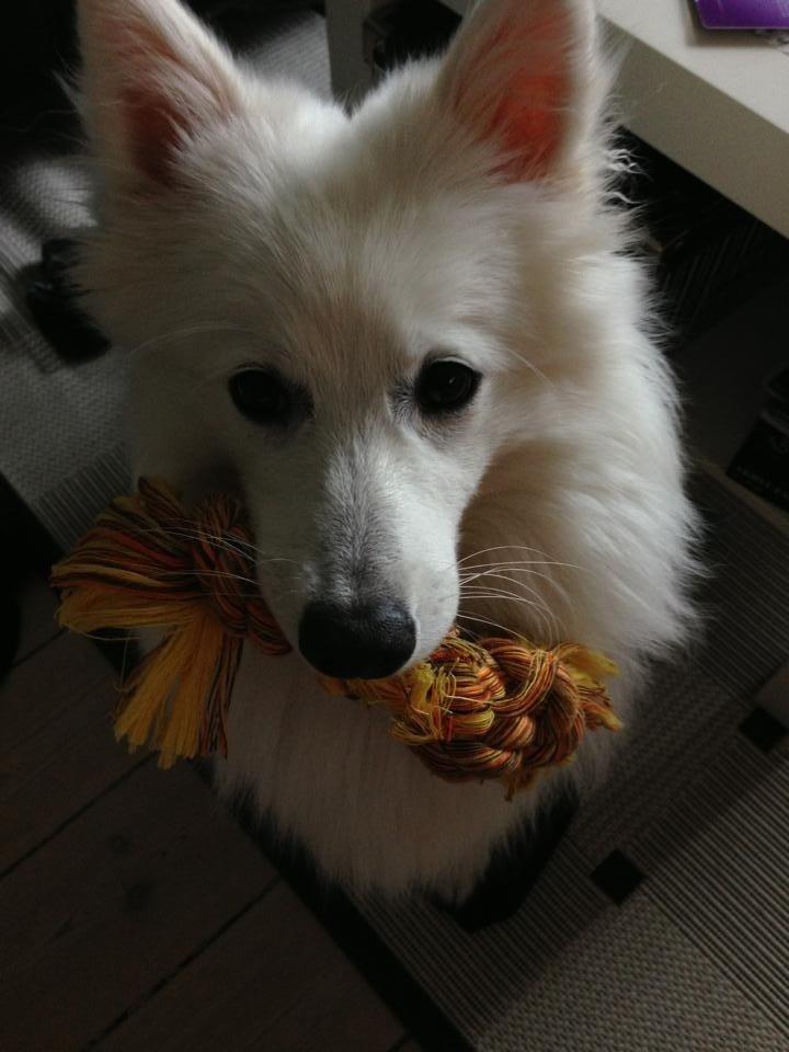 Japansk spids Pongo billede 17