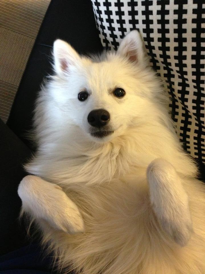 Japansk spids Pongo billede 18