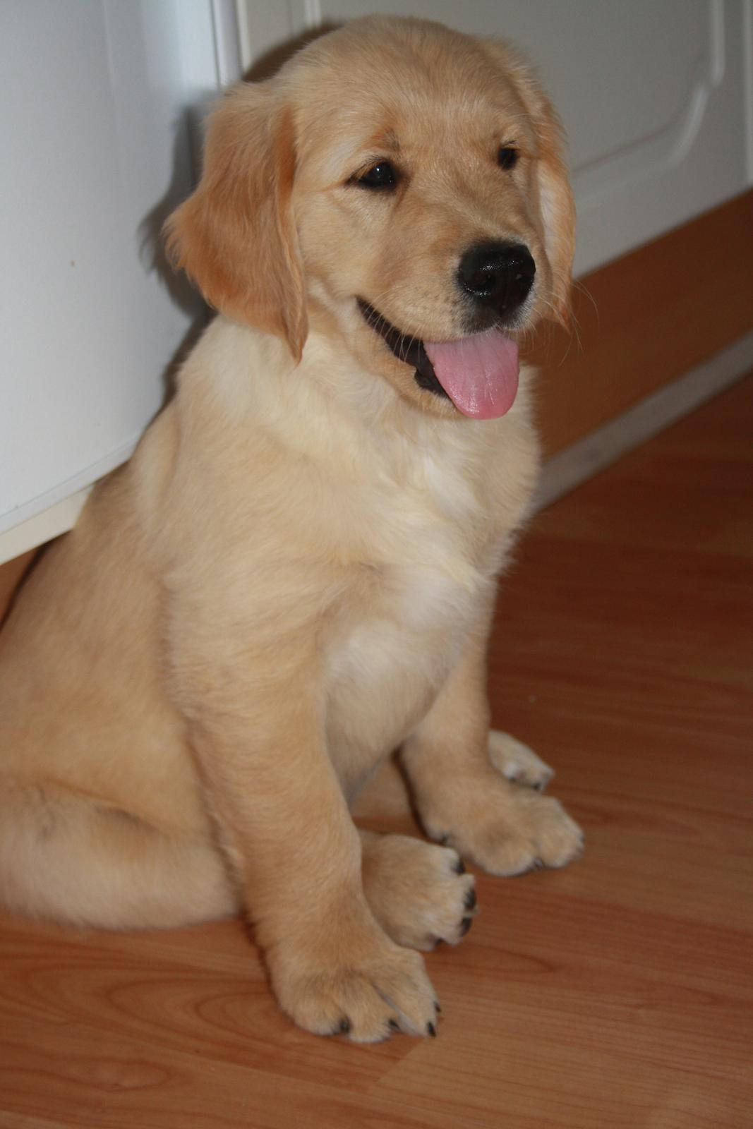 Golden retriever Ricco billede 1