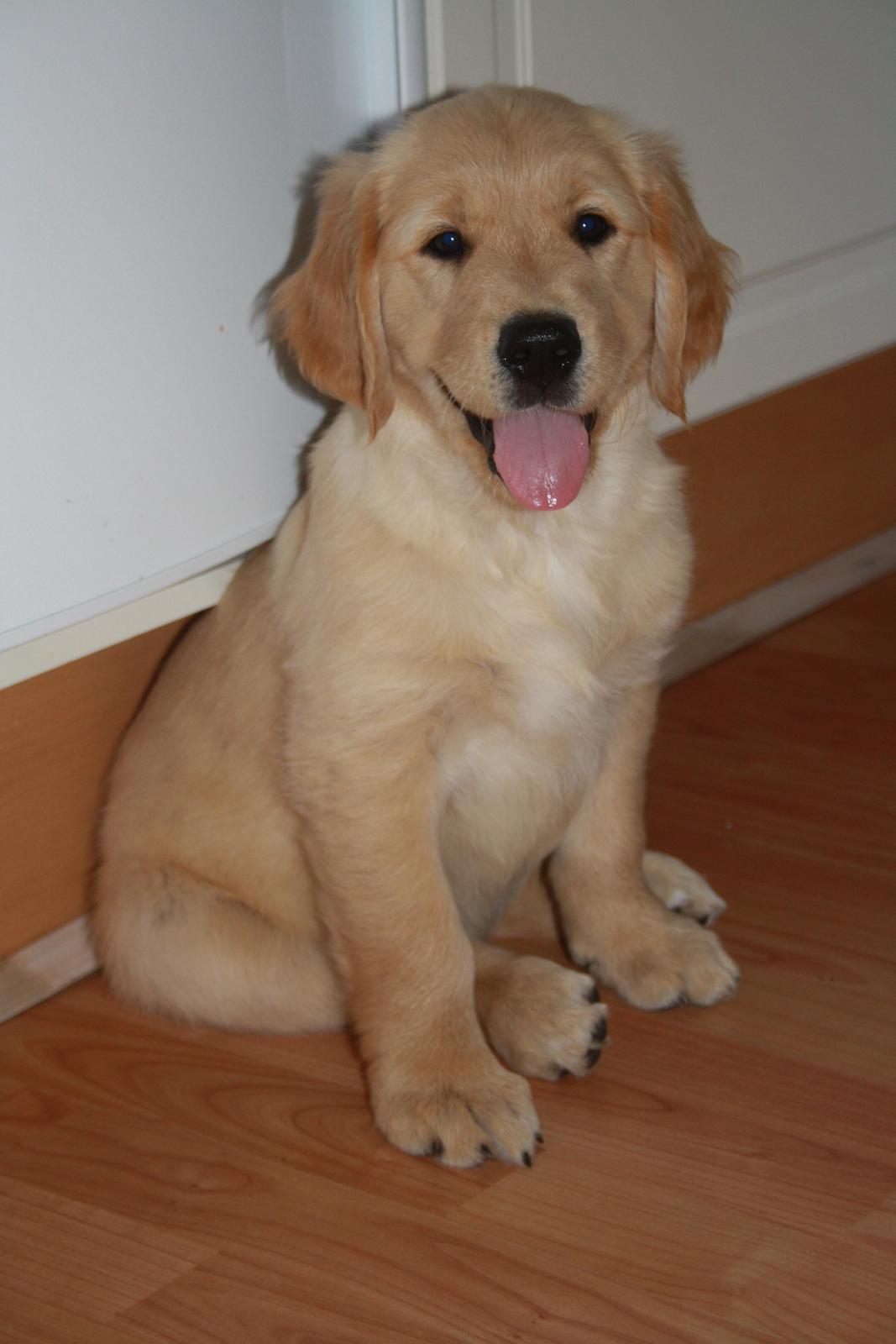 Golden retriever Ricco billede 2