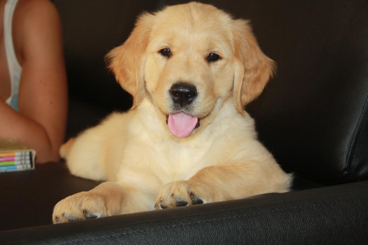 Golden retriever Ricco billede 3