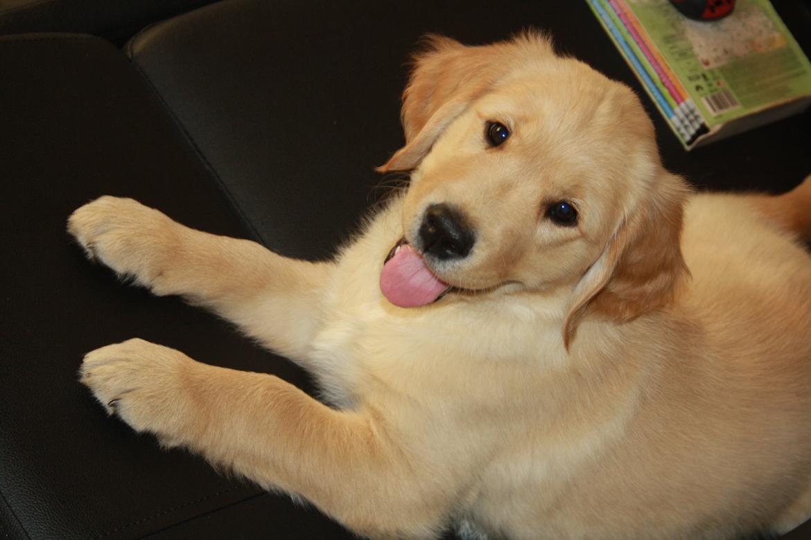 Golden retriever Ricco billede 4