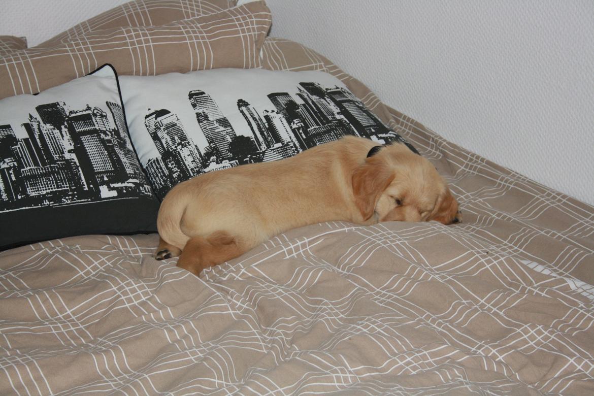 Golden retriever Ricco billede 5