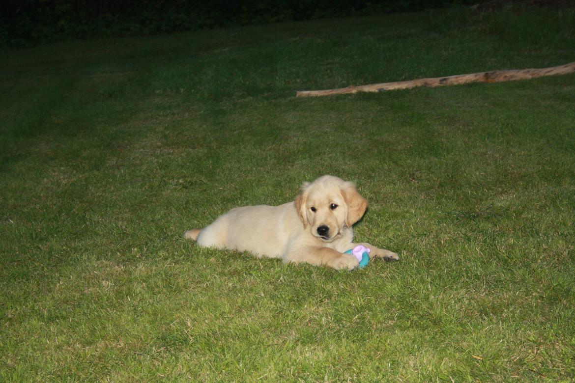 Golden retriever Ricco billede 6
