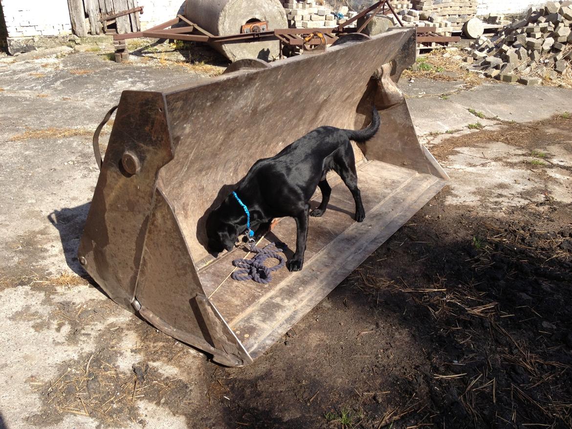 Labrador retriever Dumle - Min bedste ven - Lumle i en MEGET farlig skovl til rande graveren :o billede 2