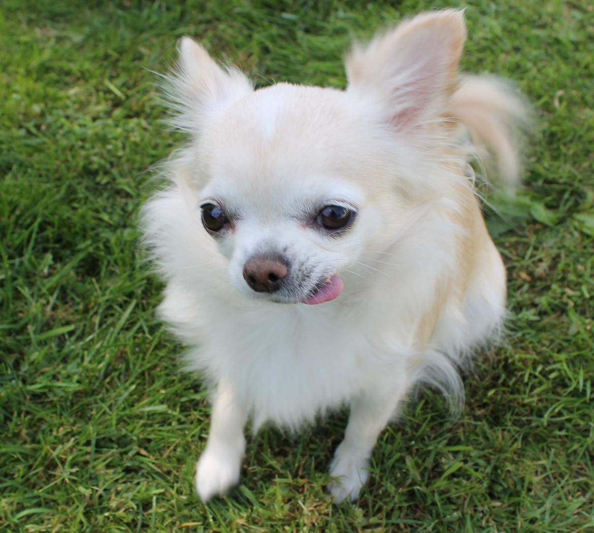 Chihuahua Kylie Chihuahuastar’s (Nika) billede 1