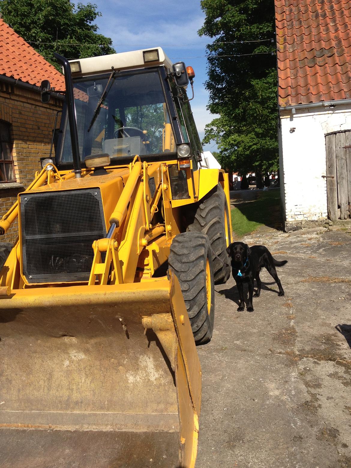 Labrador retriever Dumle - Min bedste ven - Ved siden af randegraveren. Det blev taget i stiv pote :) billede 7