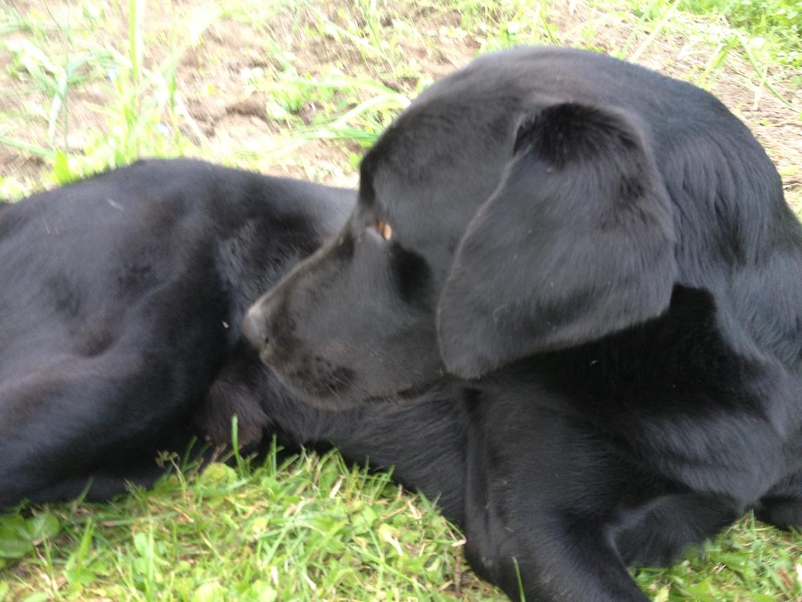 Labrador retriever Dumle - Min bedste ven billede 8