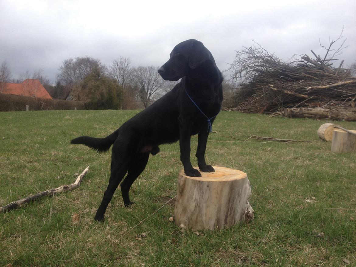 Labrador retriever Dumle - Min bedste ven billede 10