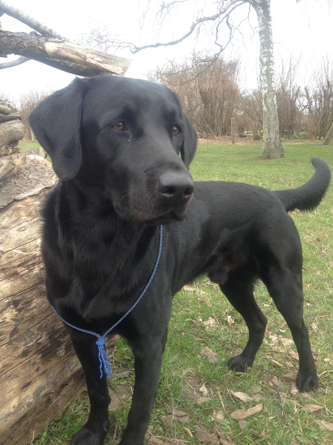 Labrador retriever Dumle - Min bedste ven billede 11