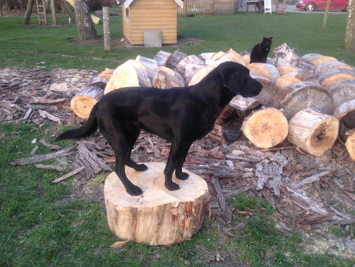 Labrador retriever Dumle - Min bedste ven billede 12