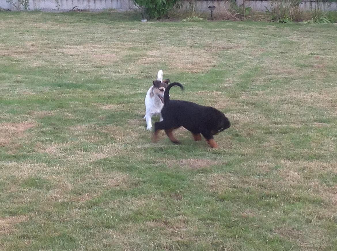 Rottweiler Kakestto's Jake billede 11