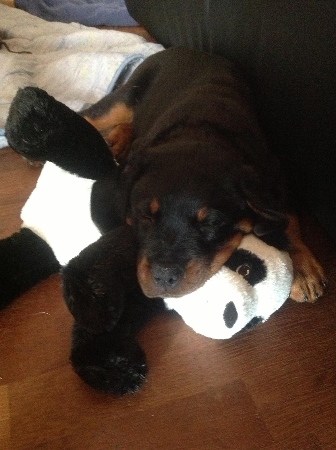 Rottweiler Kakestto's Jake billede 12