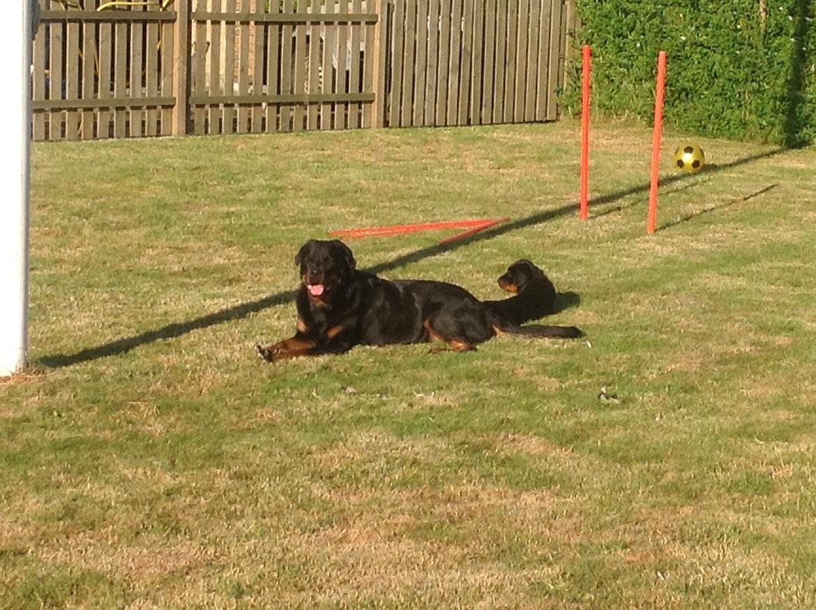 Rottweiler Kakestto's Jake billede 13