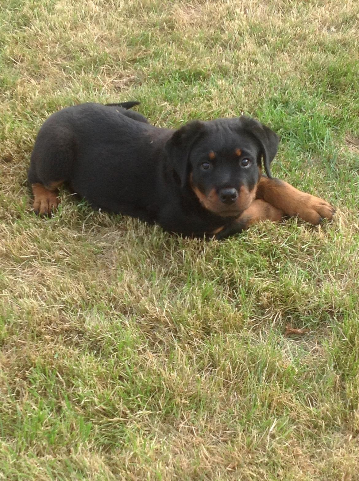 Rottweiler Kakestto's Jake billede 14