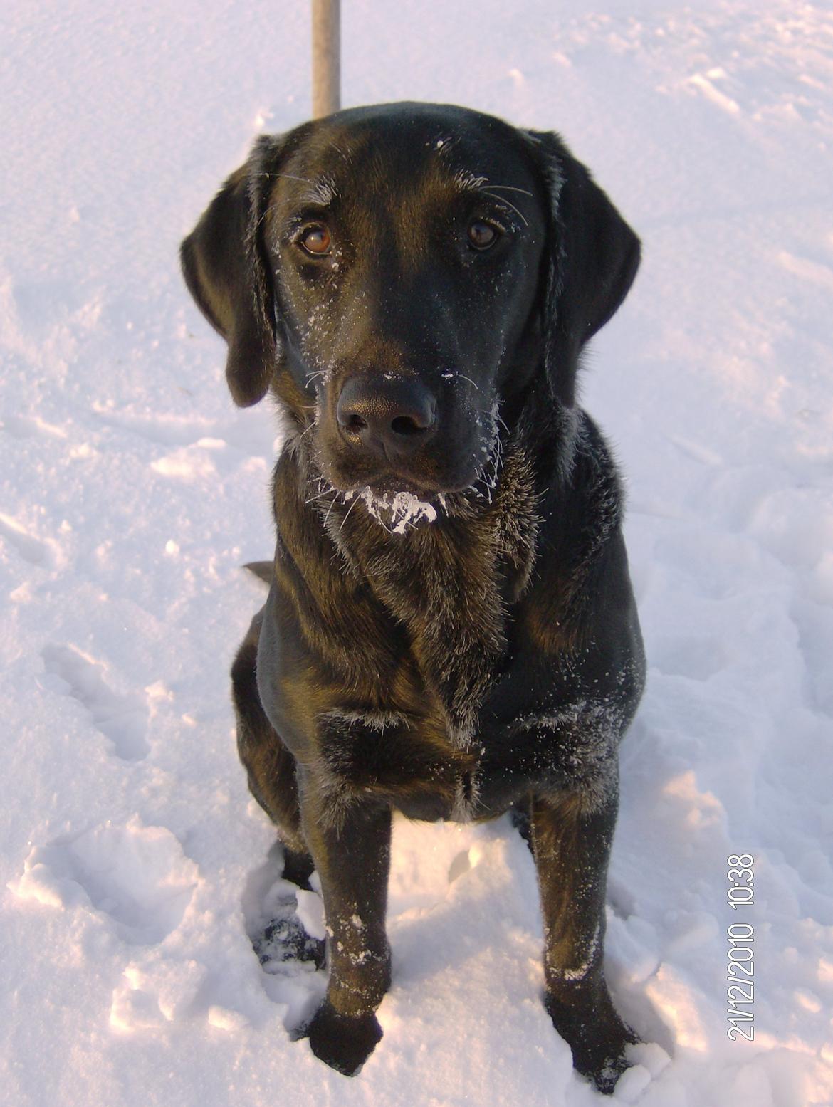 Labrador retriever Dumle - Min bedste ven billede 14