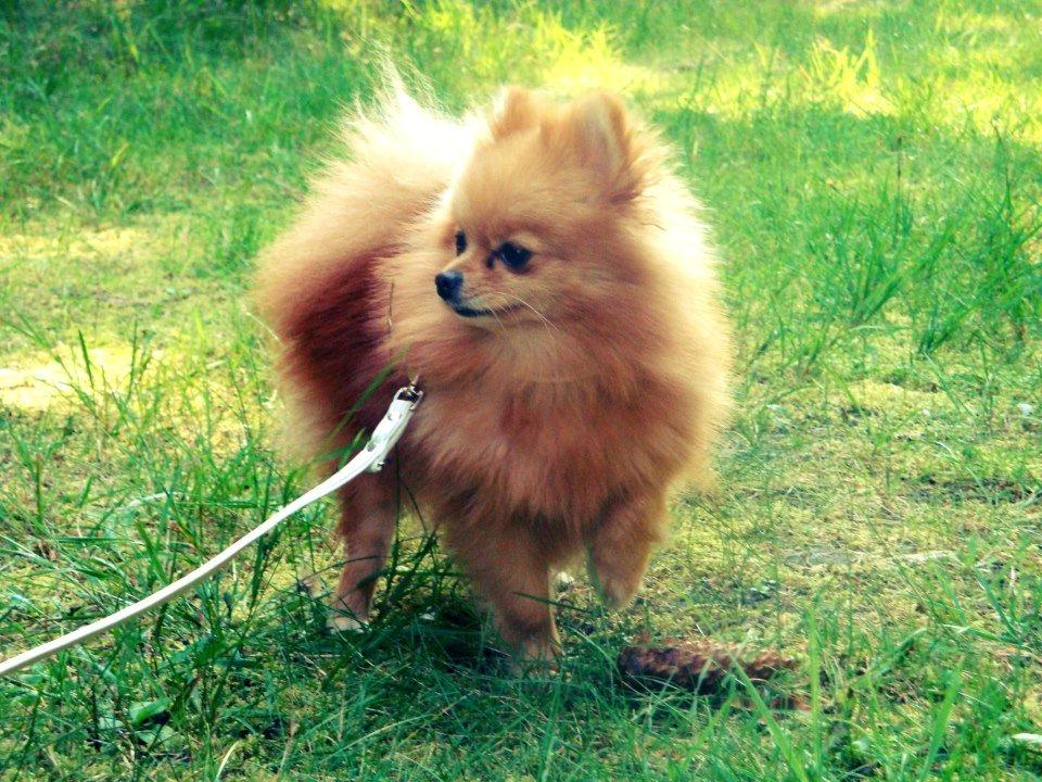 Pomeranian Malekits Lily Lola billede 1