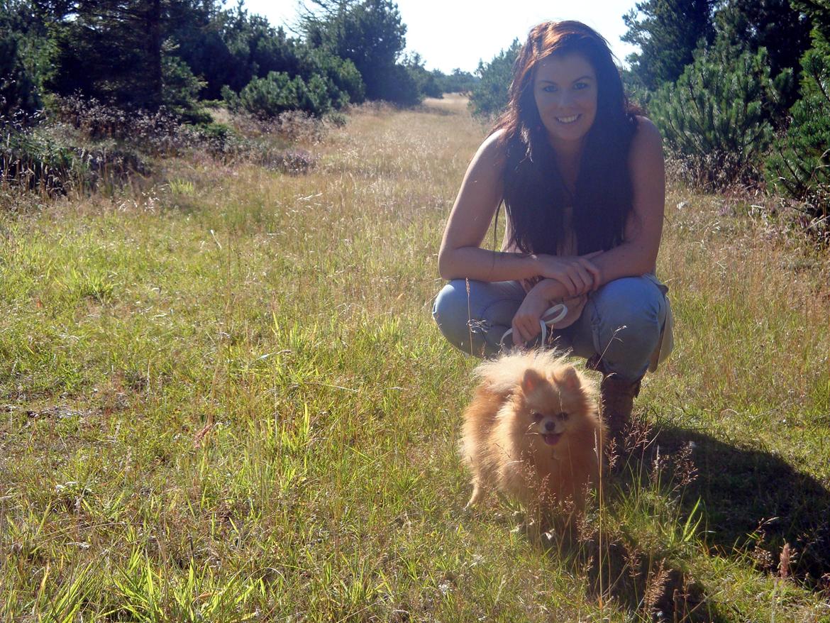 Pomeranian Malekits Lily Lola billede 24