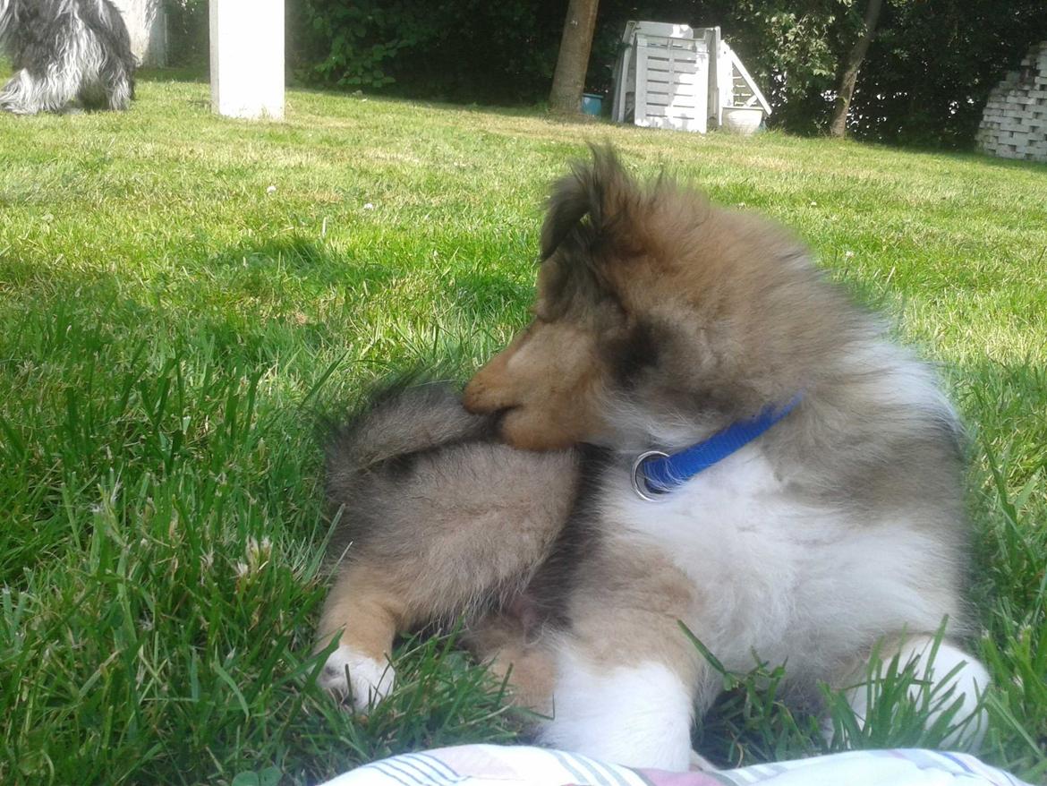 Shetland sheepdog Malik - Nam nam, min egen hale! billede 27