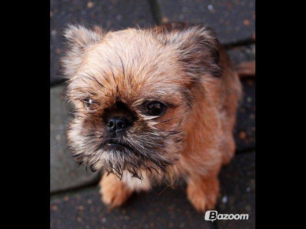 Griffon bruxellois Frida billede 6