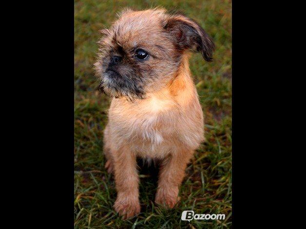 Griffon bruxellois Frida billede 7