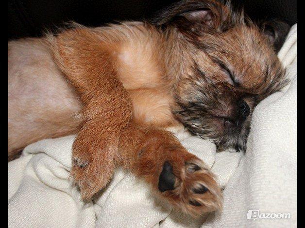 Griffon bruxellois Frida billede 8