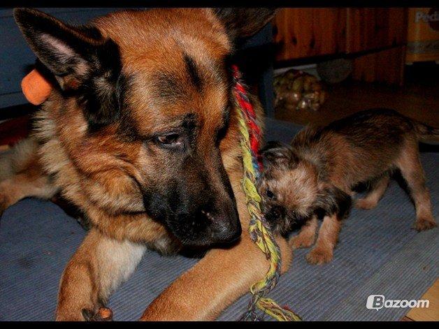 Griffon bruxellois Frida billede 9