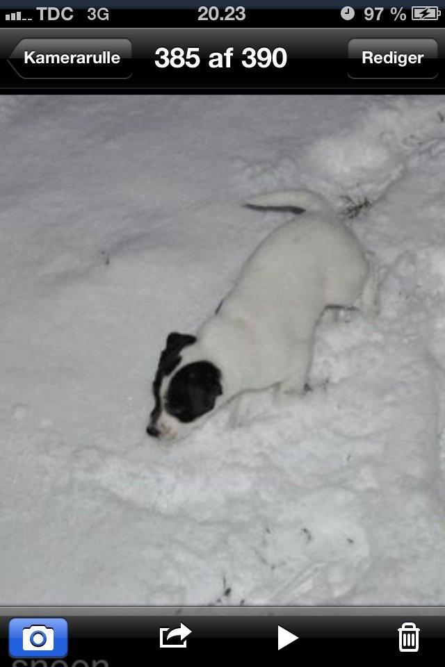 Dansk svensk gaardhund Diesel Constantine  billede 1