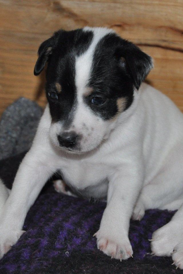 Dansk svensk gaardhund Diesel Constantine  billede 2