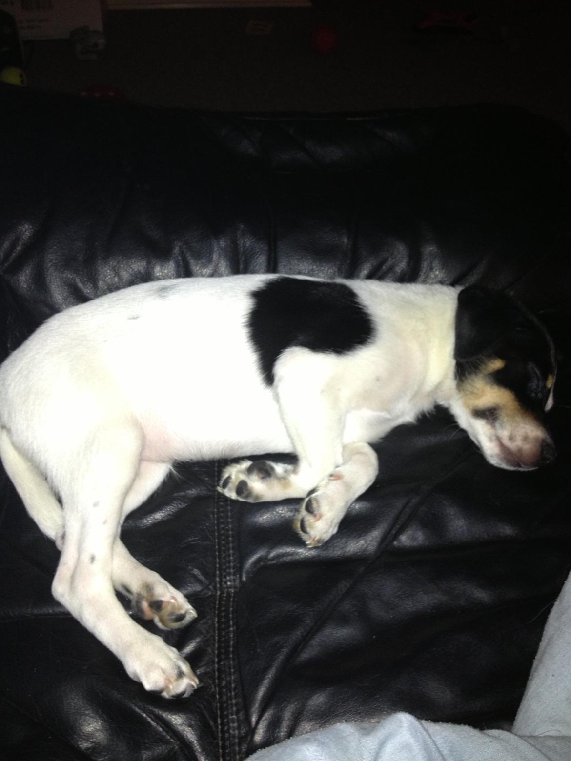 Dansk svensk gaardhund Diesel Constantine  billede 3