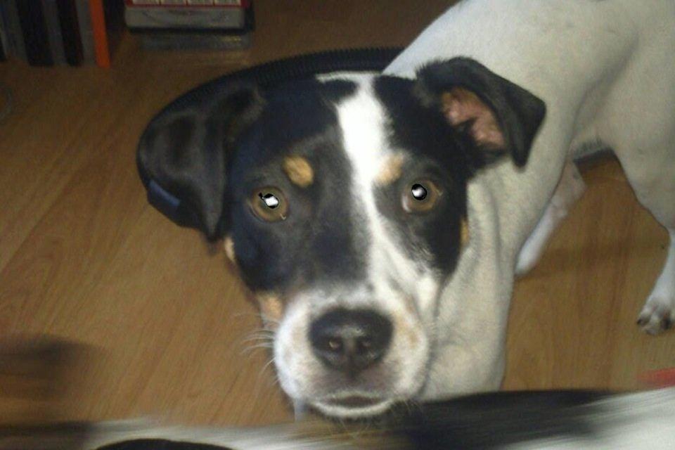 Dansk svensk gaardhund Diesel Constantine  billede 4