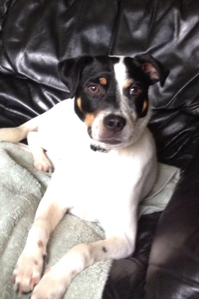 Dansk svensk gaardhund Diesel Constantine  billede 5