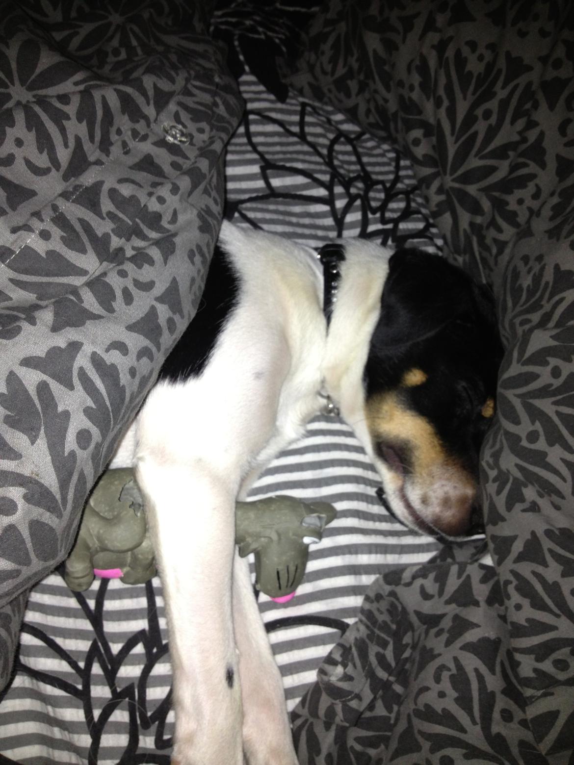 Dansk svensk gaardhund Diesel Constantine  billede 6