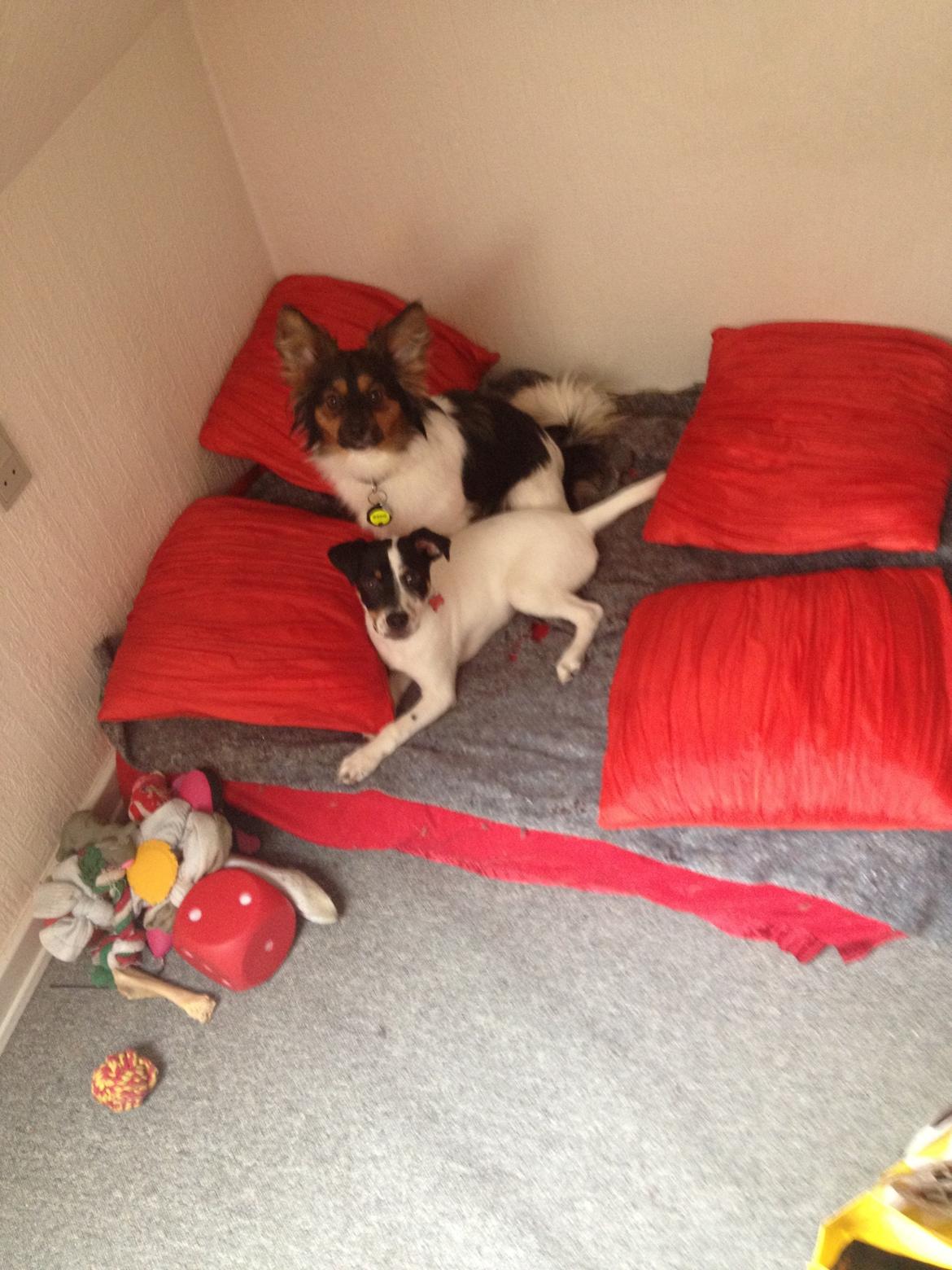 Dansk svensk gaardhund Diesel Constantine  billede 7